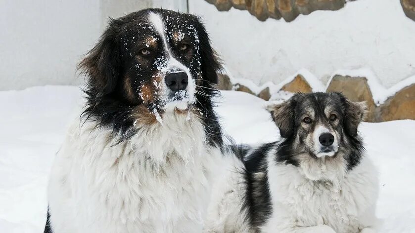 Country of origin: BulgariaThis Bulgarian livestock guard dog is easy to train a