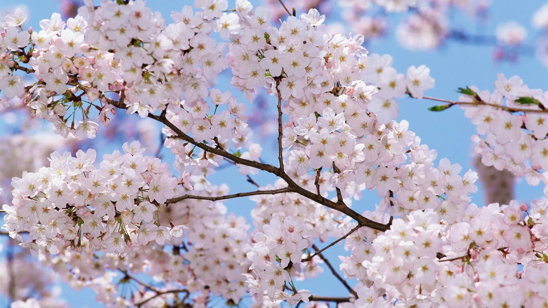 Обои на айфон март. Сакура гуллари. Цветущее дерево. Весеннее дерево. Цветущие деревья весной.
