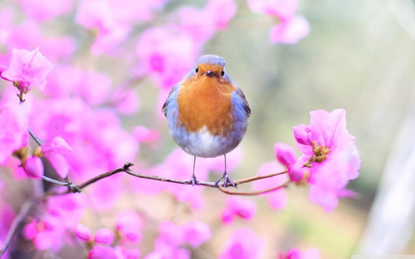 Springtime