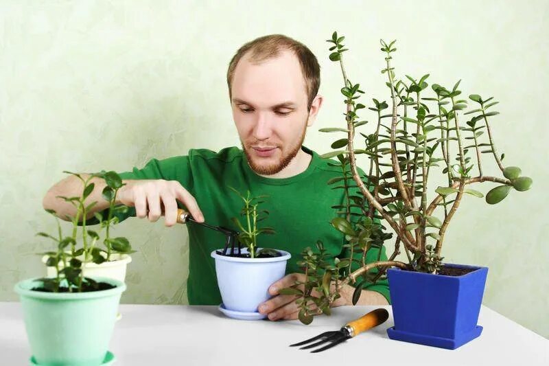 Удобрение для толстянки