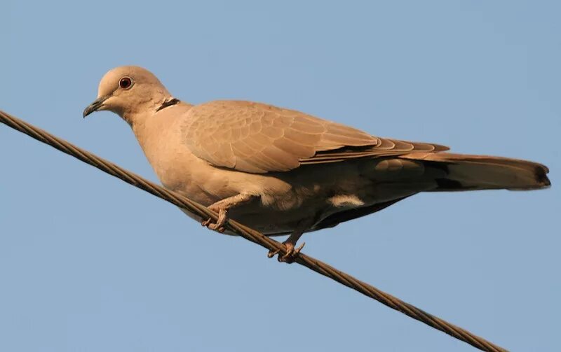 Короткохвостая Горлица. Streptopelia tranquebarica. Инкская Горлица. Краснохвостая Горлица.