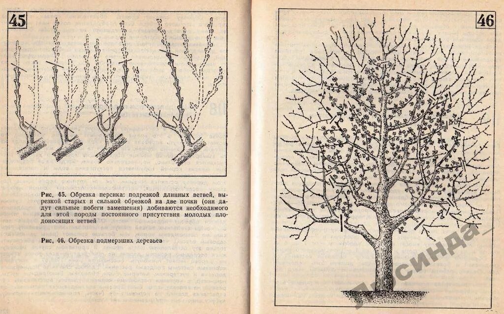 Обрезать абрикос весной. Обрезка абрикоса весной схема. Персик обрезка весной схема. Правильная обрезка персика весной схема. Можно ли обрезать персик