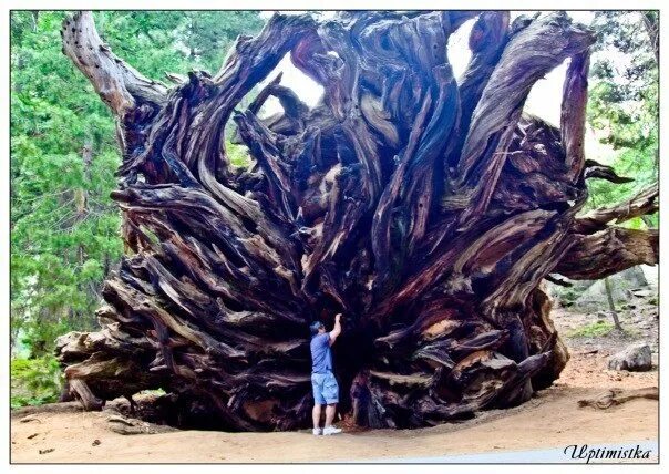даже большое дерево выросло из. необычные корни деревьев. национальный парк «редвуд» в калифорнии. даже большое дерево выросло из. даже большое дерево выросло из.