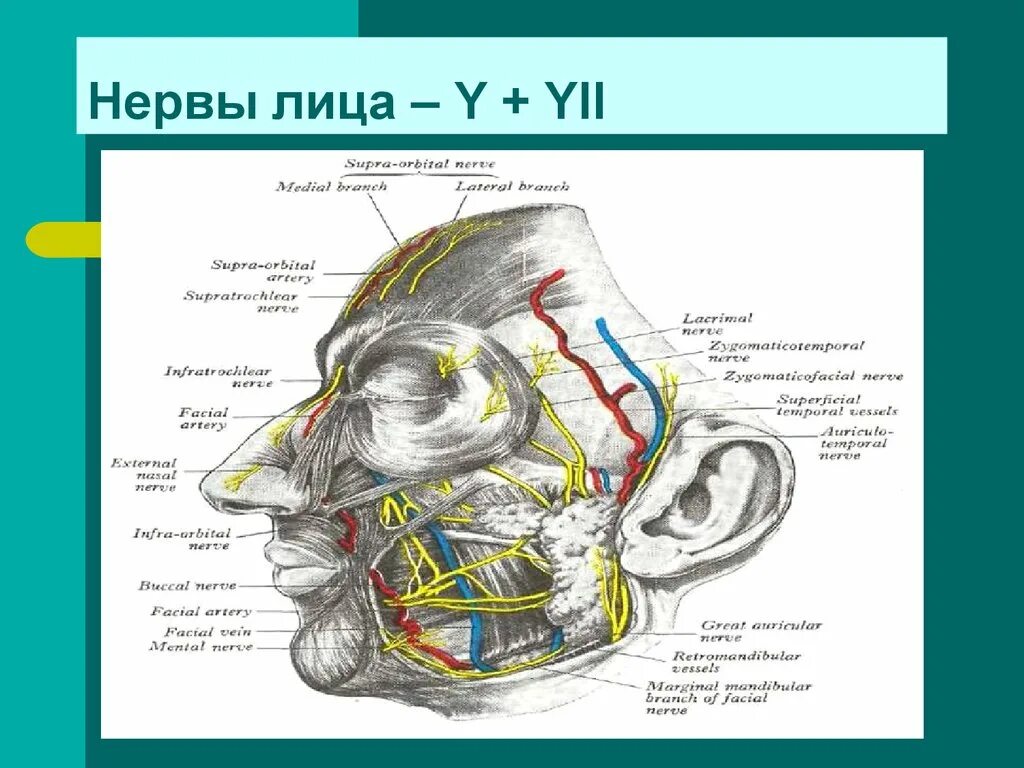 Топография головы Черепные нервы.. Черепные нервы анатомия топография. Слуховой нерв топография. Черепные нервы на лице анатомия. Лицевой нерв череп