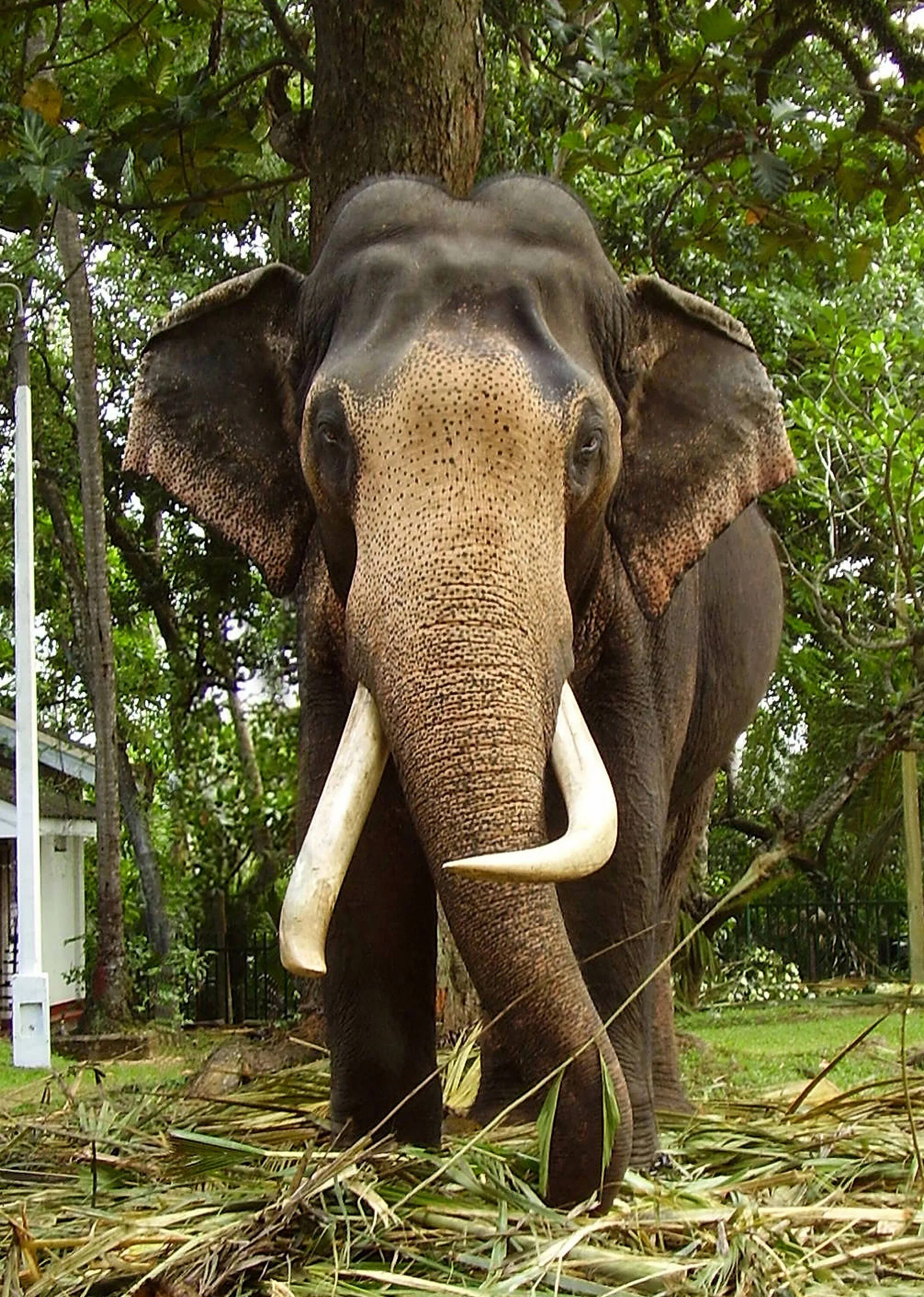 Индийский слон. Индийские слоны. Азиатский слон. Индийский слон индийский сон.