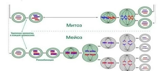 Сравнение мейоза и митоза сходства различия. Фазы митоза таблица с рисунками. Митоз схема. Фазы митоза таблица 9 класс. Таблица фаза митоза процессы рисунок.