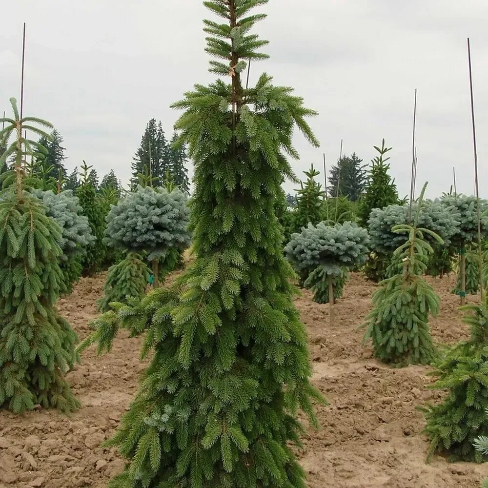 Picea omorika minima. Ель сербская ауреа. Ель сербская ауреа. Picea omorika miriam. Picea omorika golden rain.