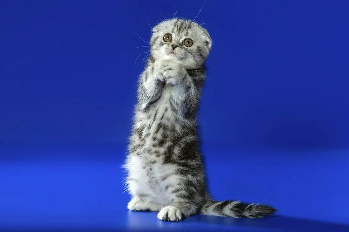 Шотландская вислоухая кошка интересные факты. Шотландская вислоухая кошка интересные факты. Интересные факты о шотландских вислоухих кошках. Шотландская вислоухая кошка интересные факты. Шотландская вислоухая кошка интересные факты.