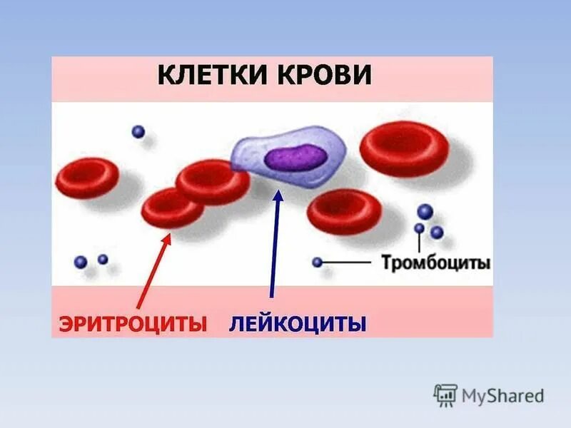 Сколько клеток крови. Строение эритроцитов лейкоцитов и тромбоцитов. Кровь эритроциты лейкоциты тромбоциты. Клетки крови анатомия. Форменные элементы крови лейкоциты рисунок.