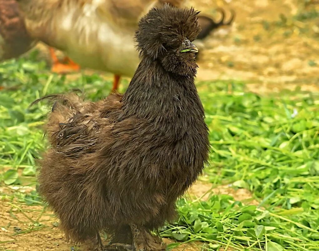 Хохлатая курочка падуан. Польские хохлатые куры. Курица хохлатка. Русская хохлатая порода петухов. Русская хохлатая порода кур.