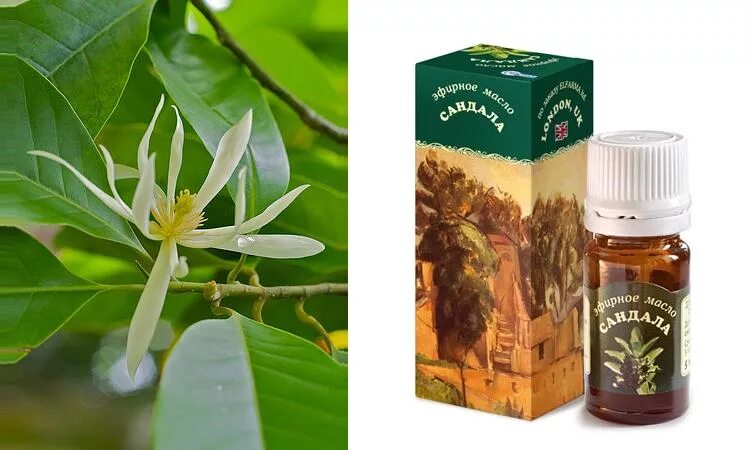 Тополь черный (populus nigra). Фитофтороз цитрусовых лимона. Запах листьев дерева. Цветки липы сердцевидной. Семена сумаха дубильного.