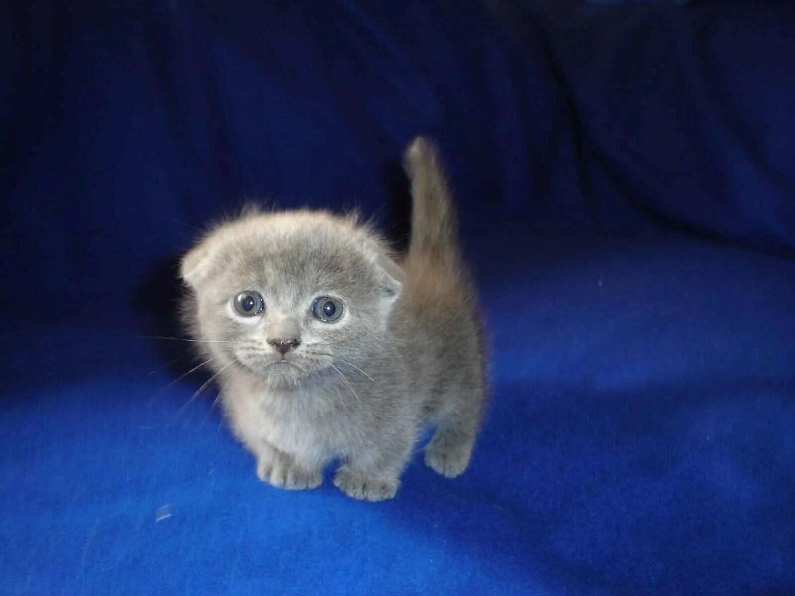 Скоттиш фолд котята. Шотландские вислоухие котята. Вислоухий шотландец. Кот скоттиш фолд маленький. Вислоухая кошка маленькая.
