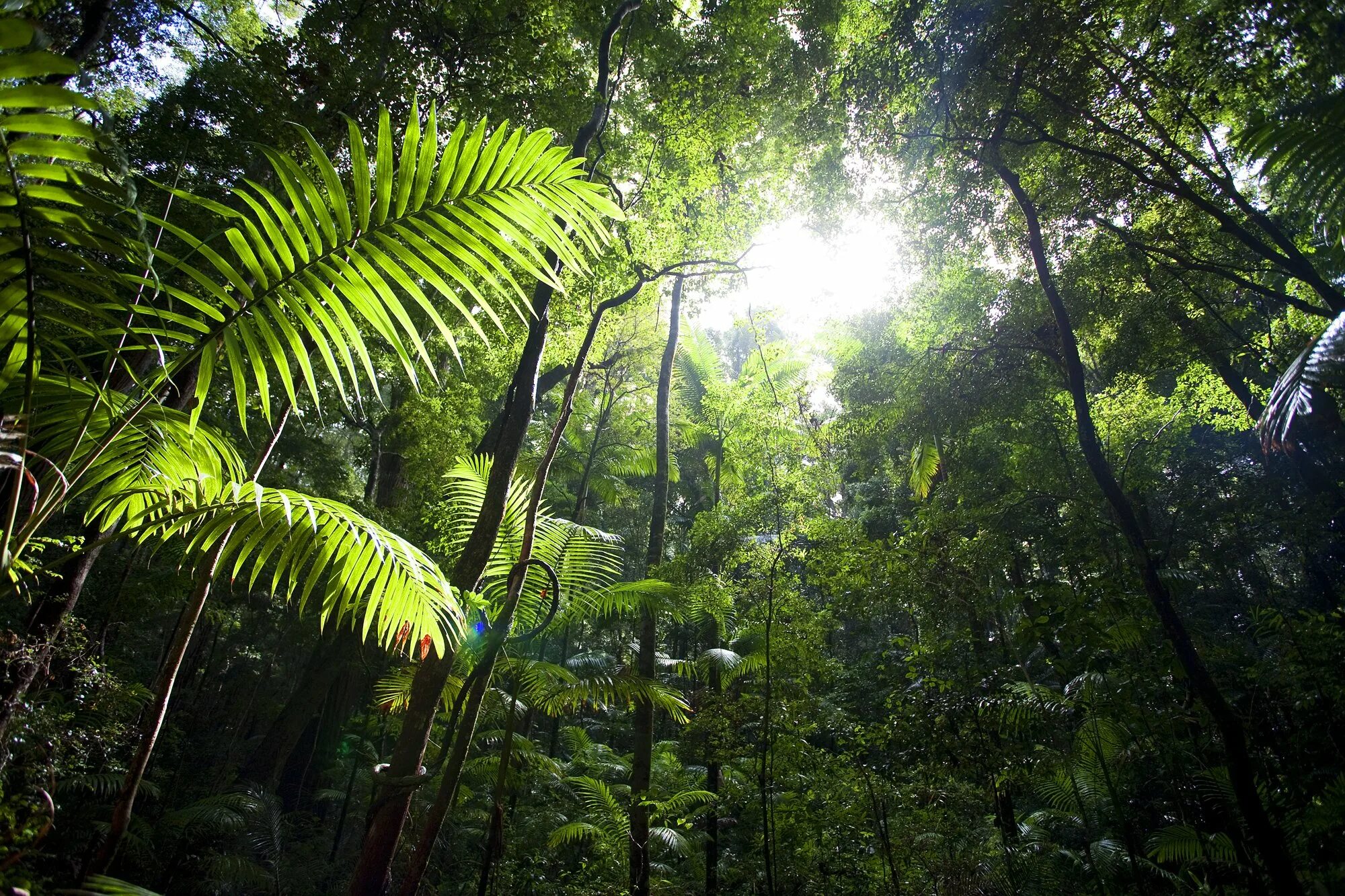 Природная зона тропические леса. Вечнозеленые тропические дождевые леса. Дождевые тропические леса гилеи. Зона влажных экваториальных лесов Австралии. ГИЛЕЙНЫЙ лес, Гилея.