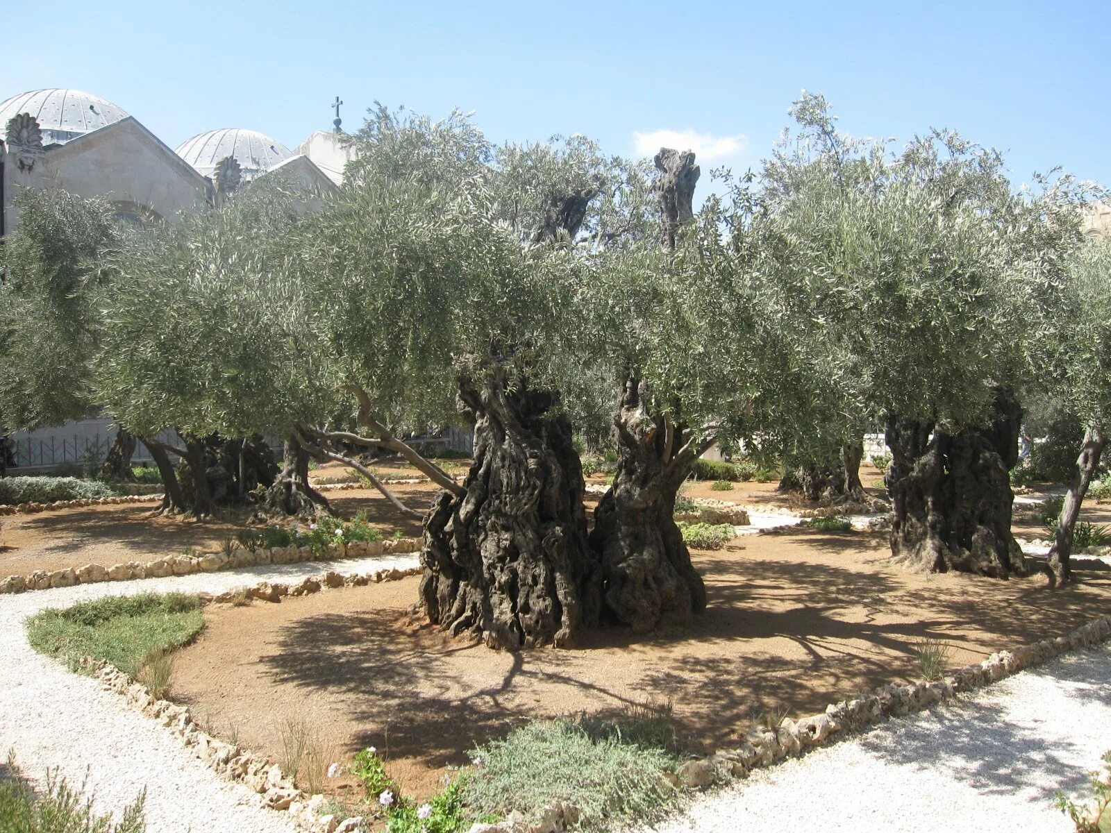 Гефсиманский сад слушать. Гефсимания иерусалим. Пастернак в саду. Оливковое дерево гефсиманский сад. Гефсиманский сад в иерусалиме.