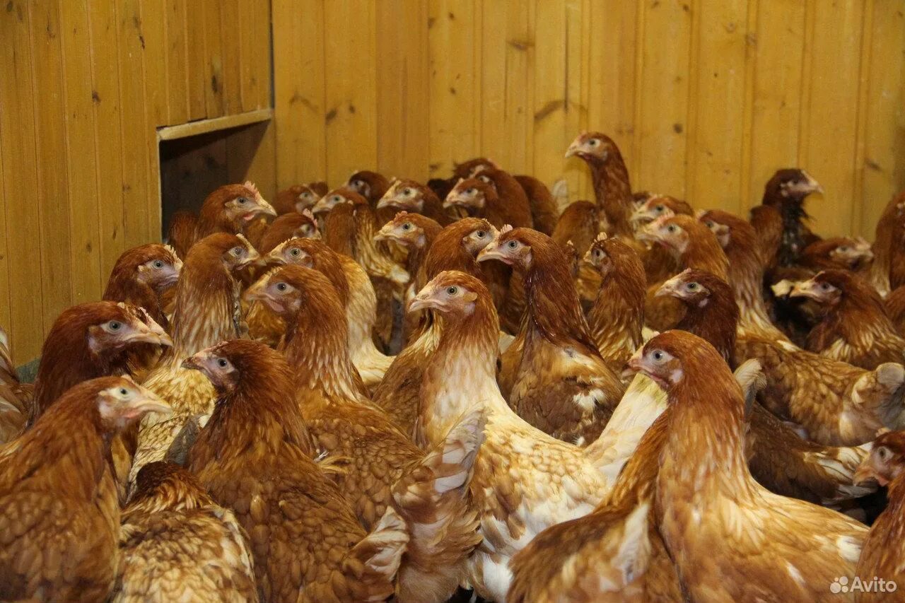молодняк кур несушек. кросс хайсекс браун. молодняк кур несушек. несушки ломан браун. куры несушки ломан.