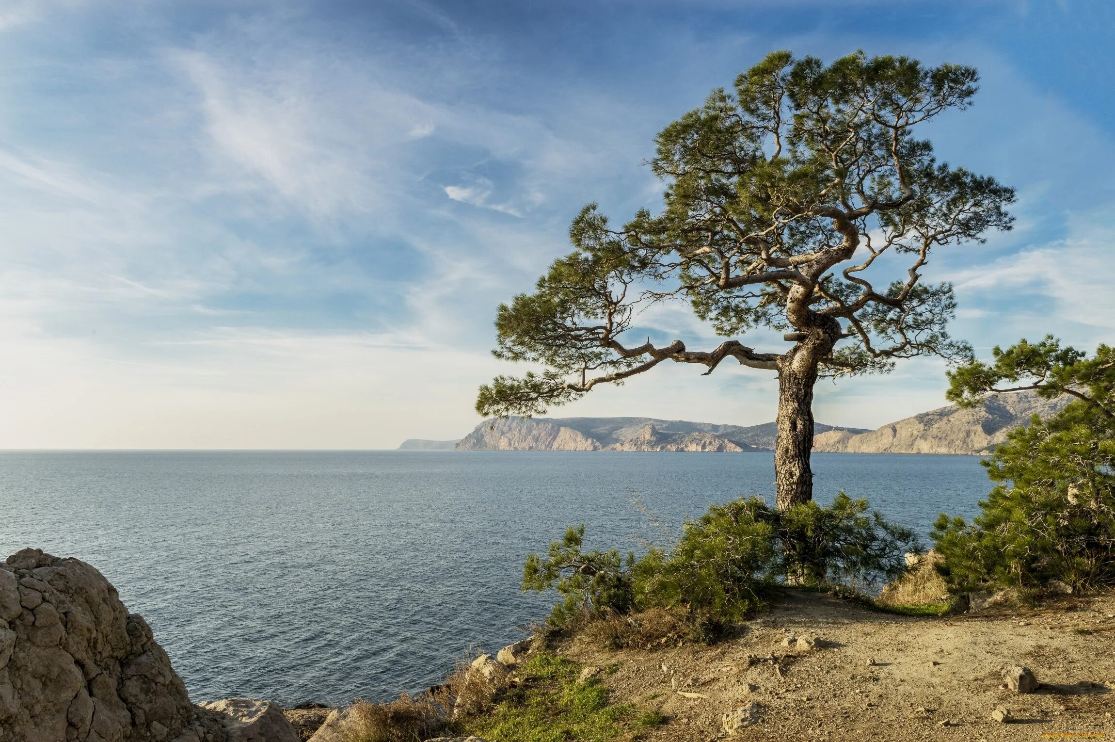 Море деревьев место. Крым кипарисы сосны берег моря. сосна на валааме. дивноморское сосны реликтовая роща. хорватия пицундская сосна и море.