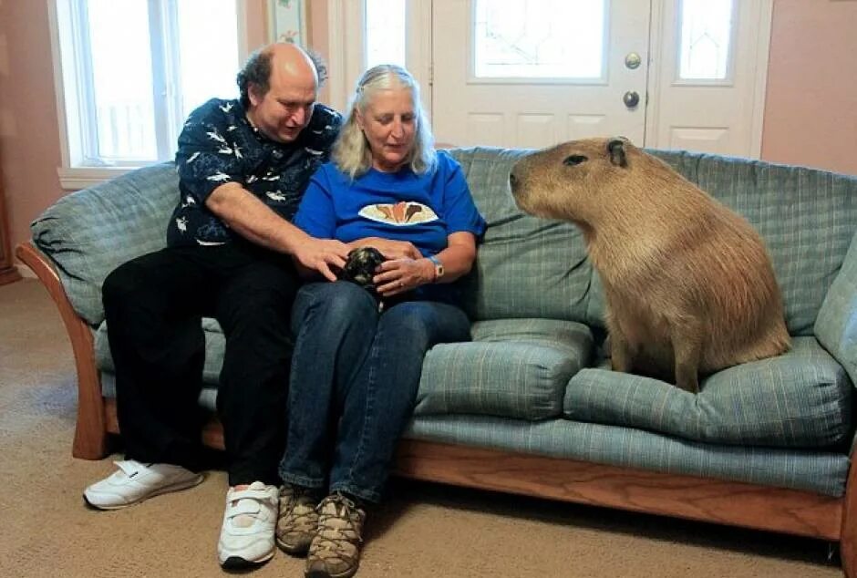 Заведи животных
