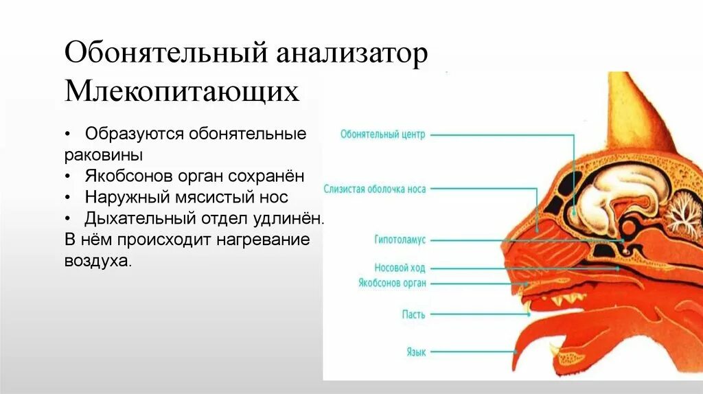 Обонятельный анализатор 8 класс. Обонятельный анализатор 8 класс биология. Обонятельный анализатор строение. Обонятельный. Обонятельный анализатор лягушки.