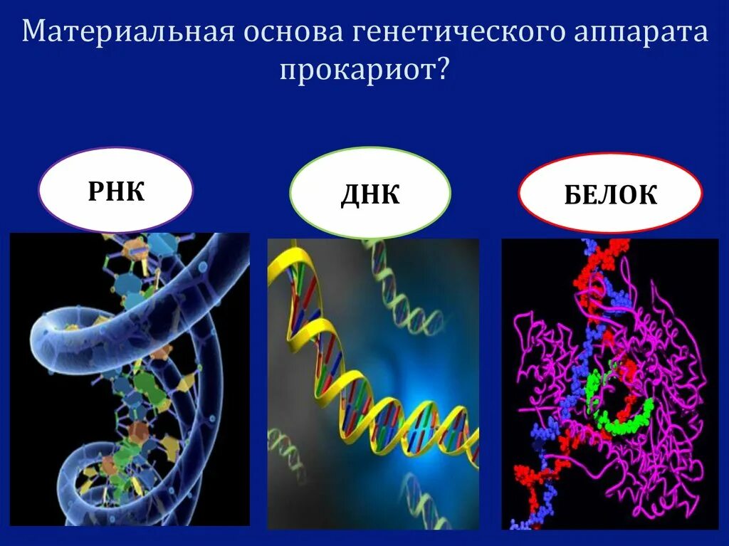 Генетический аппарат клетки прокариот. Белки ДНК И РНК. Генетический аппарат вирусов. Строение генетического аппарата прокариот. Пересадка генов днк бактерий