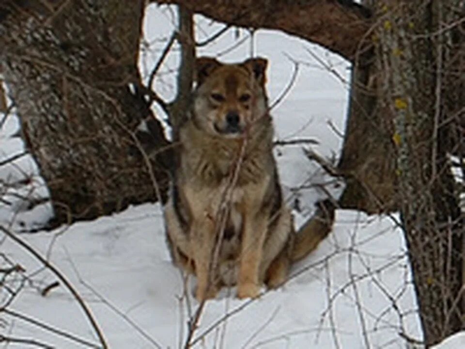 Хатико новая усмань. Дворняжка похожая на Хатико.