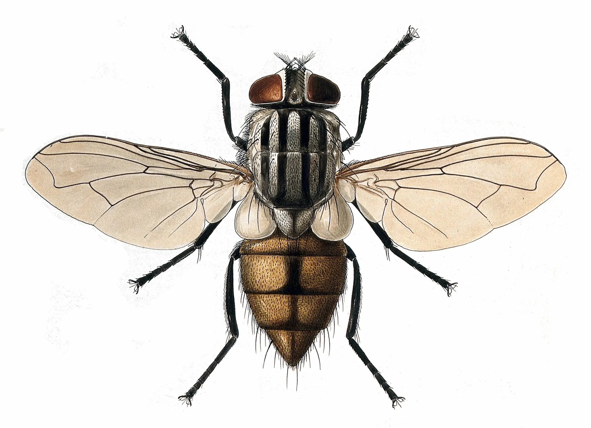 Форма крыльев мухи. Musca domestica комнатная Муха. Муха (Musca domestica domestica). Musca domestica комнатная Муха личинка. Двукрылые комнатная Муха.