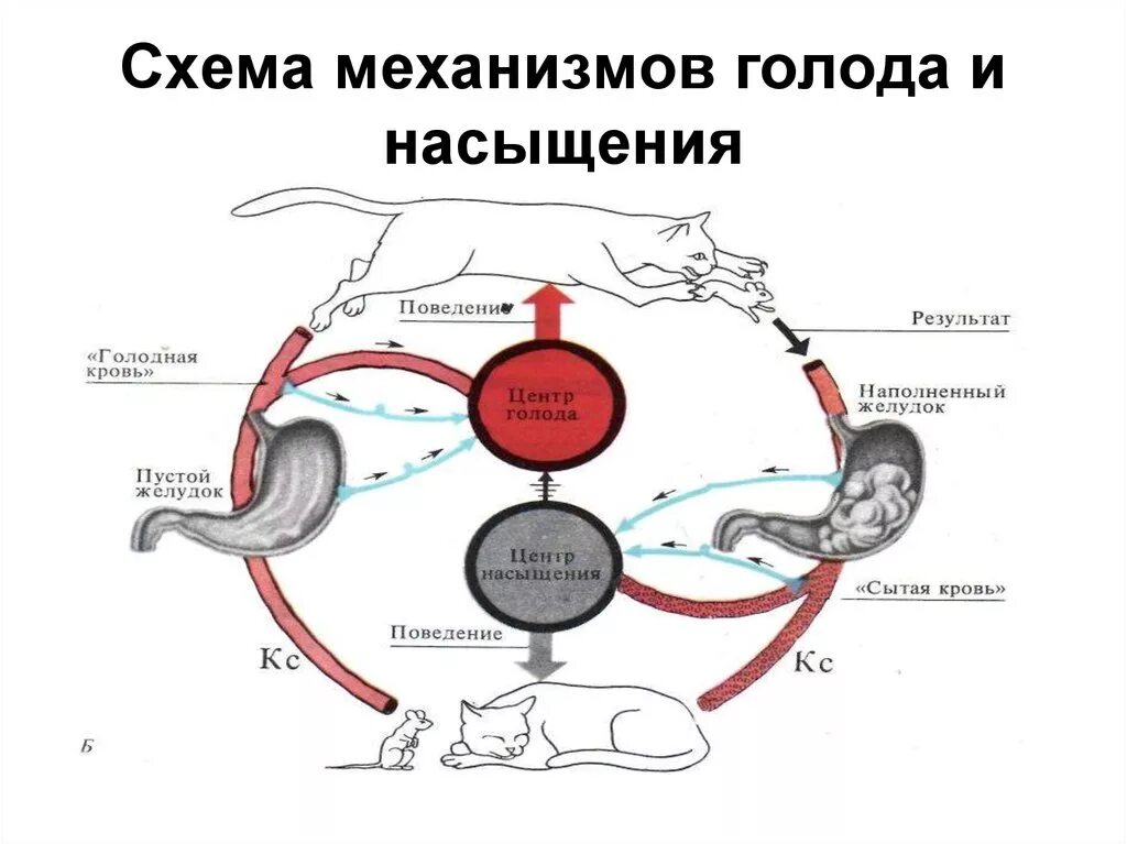 Чувство рефлекса. Схема механизмов голода и насыщения. Физиологические механизмы аппетита, голода и насыщения. Механизм голода и насыщения физиология. Физиологические основы голода.