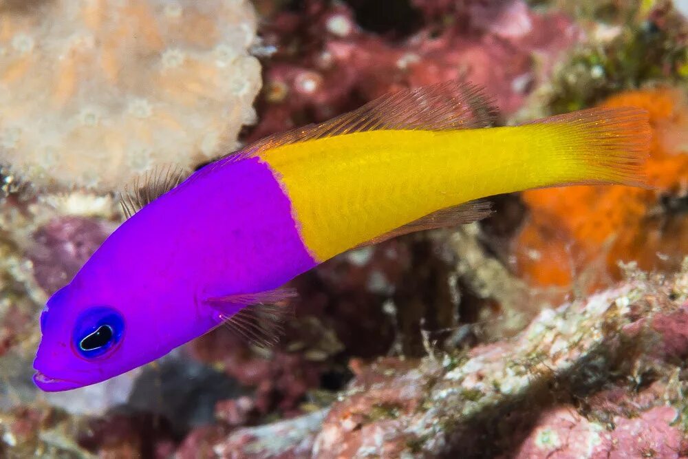 Fish may be