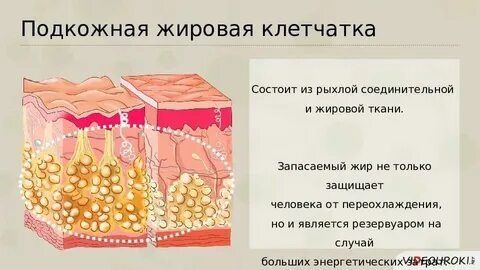 Подкожная жировая клетчатка это ткань