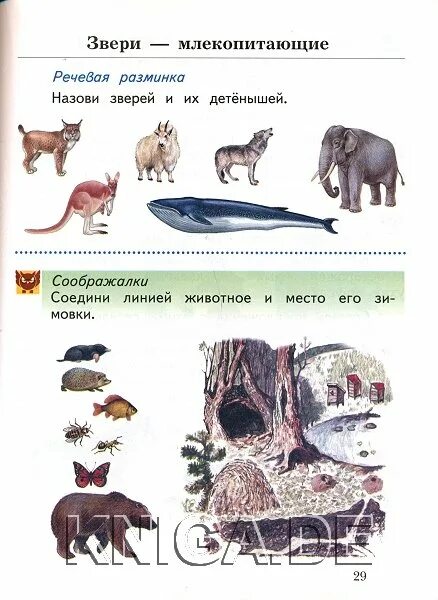 Найди ошибку окружающий мир