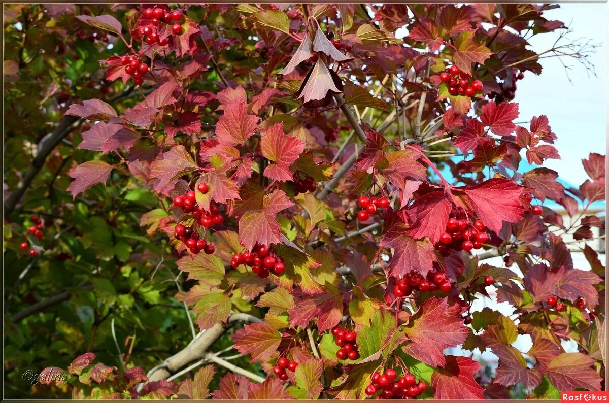 калина обыкновенная куст. рада куст калины. калина лесной кустарник. рябина федорова. рада куст калины.