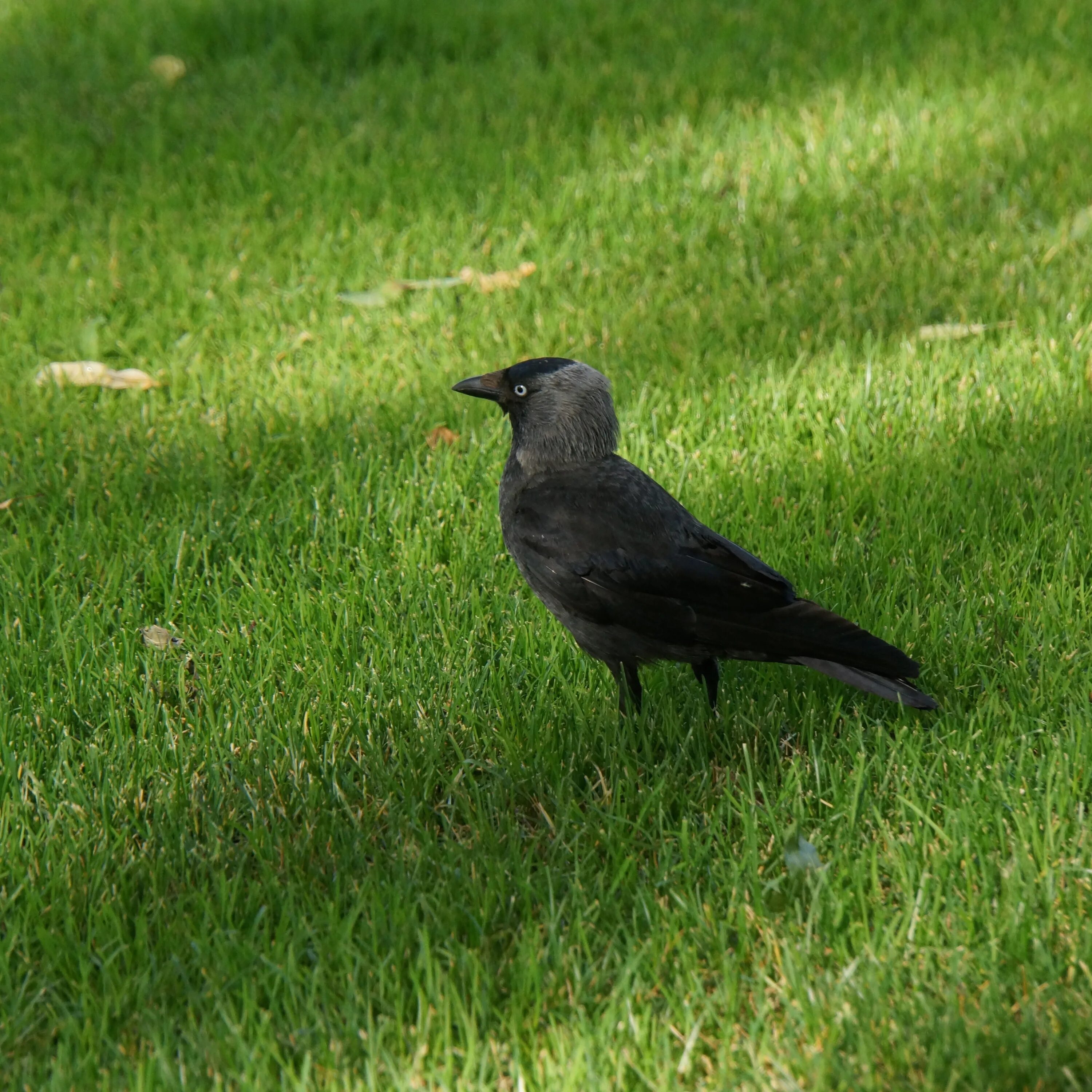 Болотная Галка. Дрозд Галка птица. Corvus monedula. Черный Дрозд птица.