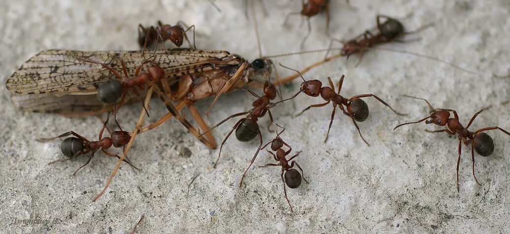 Название армейского муравья. Муравьи добытчики. Муравей с добычей. Муравьи тащат добычу. Муравей тащит.
