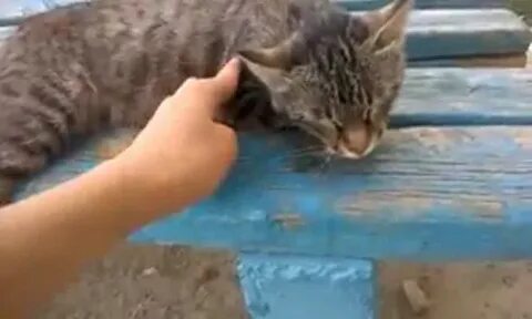 Включи братан