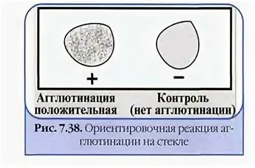 В пробирке произошла реакция агглютинации то. Ориентировочная реакция агглютинации. реакция агглютинации бактерий.