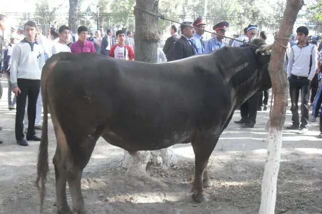 Погода в курган тюбе таджикистан на 10. Население Курган Тюбе. Пагөда Курган Тюбе. Самый большой бык в Курган Тюбе. Курган Тюбе сейчас 10 день..