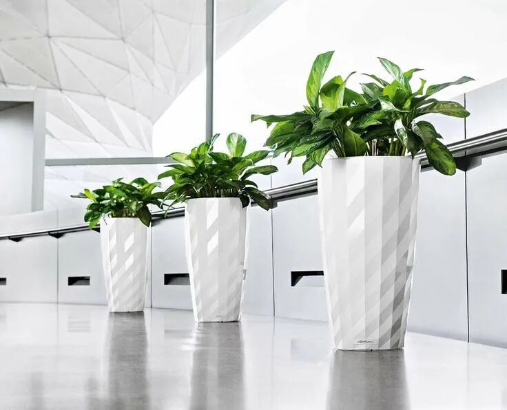 RONDO - LECHUZA USA Self watering planter, Plants, Flower maintenance