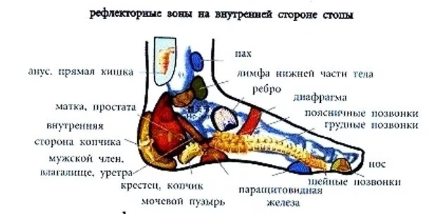 Также на внутренней части. Рефлекторные зоны стоп ног. Рефлекторные точки на стопе. Внутренняя сторона стопы. Наружная сторона стопы.