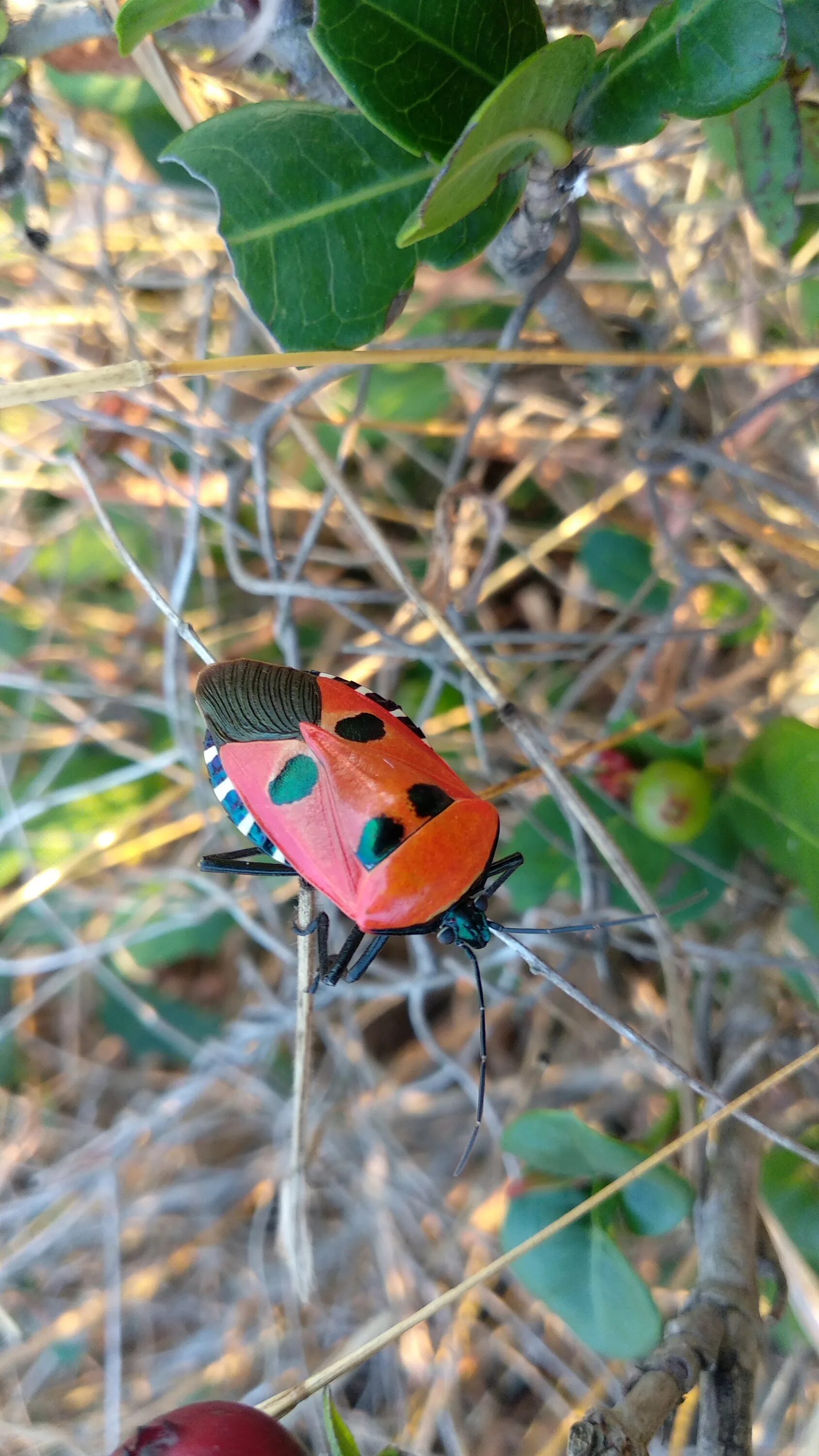 Насекомые шри ланки. Catacanthus Incarnatus. Catacanthus Incarnatus клоп. Жук вонючка.