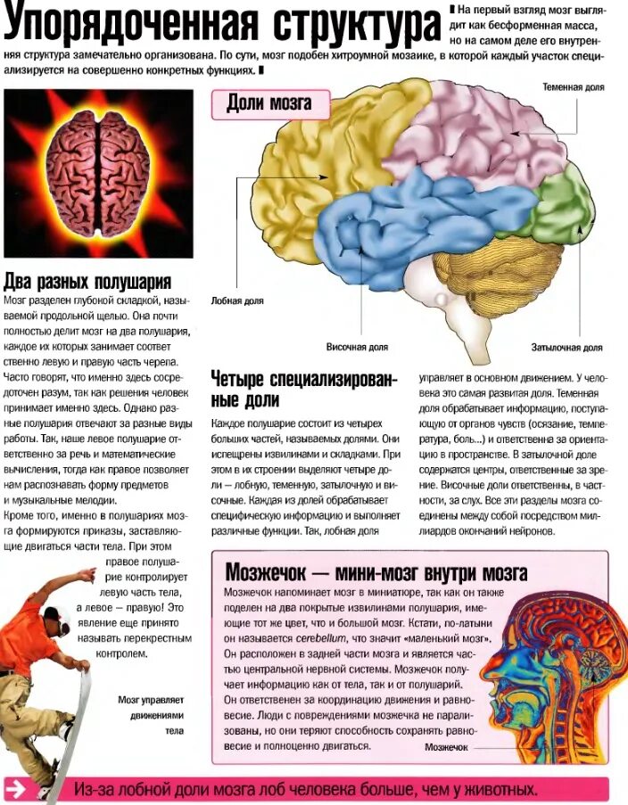 Части мозга. Какая часть мозга за что отвечает. Доли и части мозга. Части полушарий мозга.