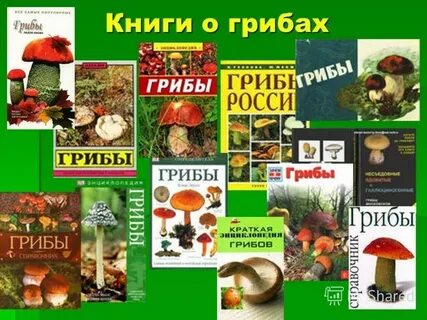 Книга фото грибы
