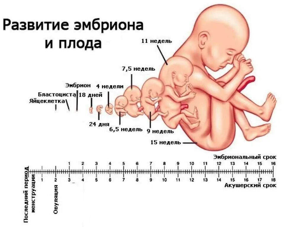Как развивается нормальная беременность