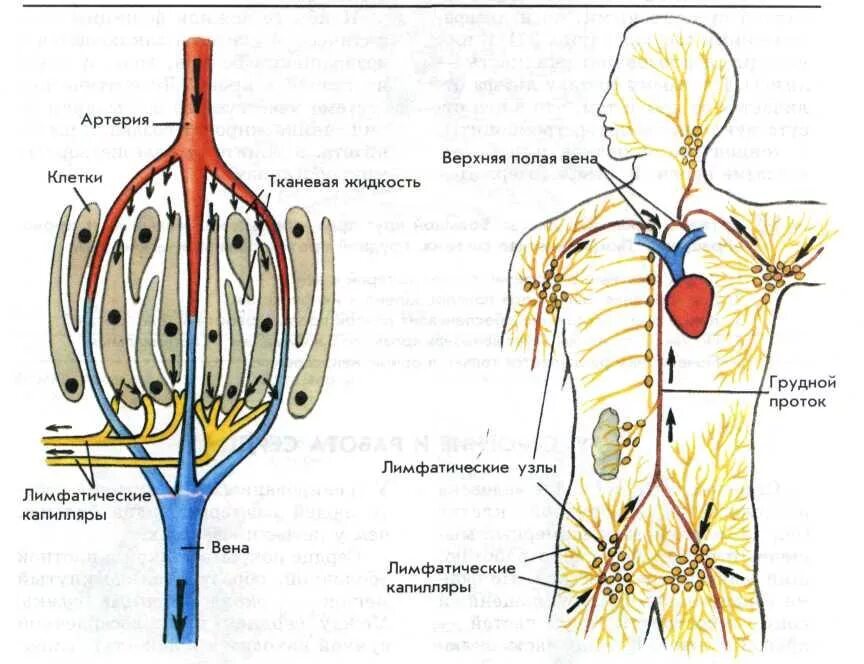 Схема кровеносной и лимфатической системы. Схема кровотока лимфотока. Лимфатическая система человека схема. Схема циркуляции лимфы. Движение лимфатических сосудов