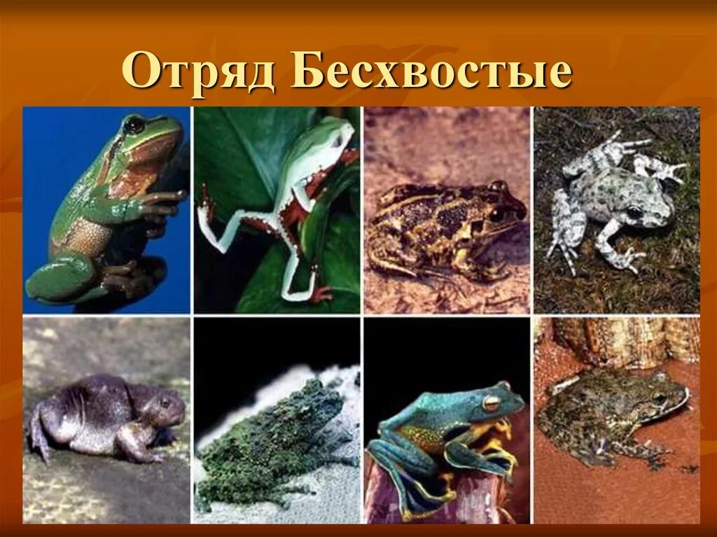 Представители бесхвостых земноводных