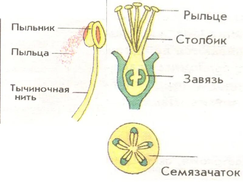 Где находится завязь у цветка. Рыльце столбик и завязь. Строение пестика цветка. Рыльце строение. Строение завязи цветка.