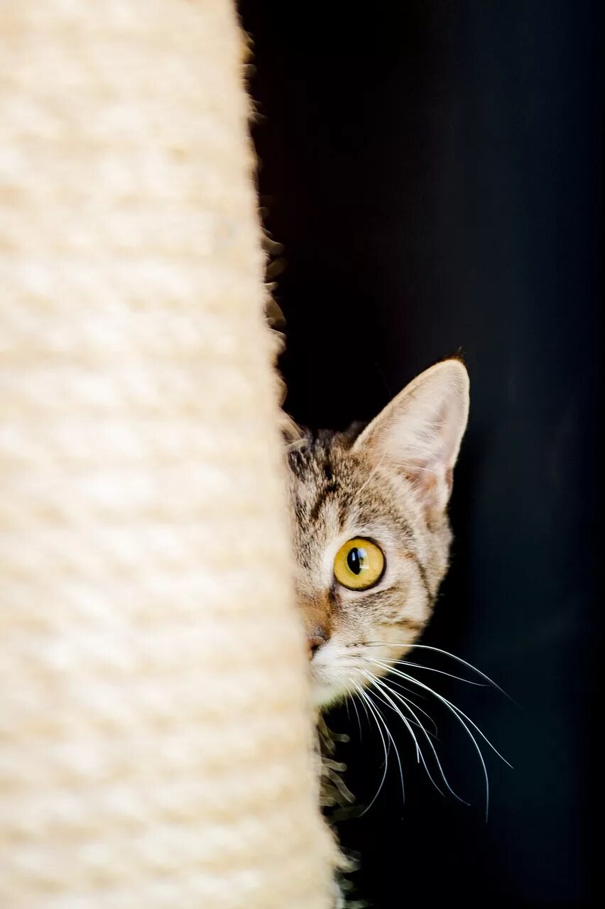 Интересующийся кот. Любопытная кошка. любопытный котенок. коты вертикальные. кошка домашняя.
