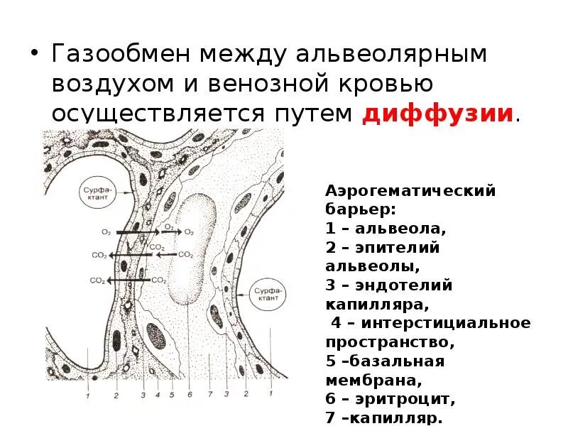 Обмен газов между легочным воздухом и. Аэрогематический барьер схема. Структуры аэрогематического барьера гистология. Аэрогематический барьер механизм. Газообмен в альвеолах и тканях.