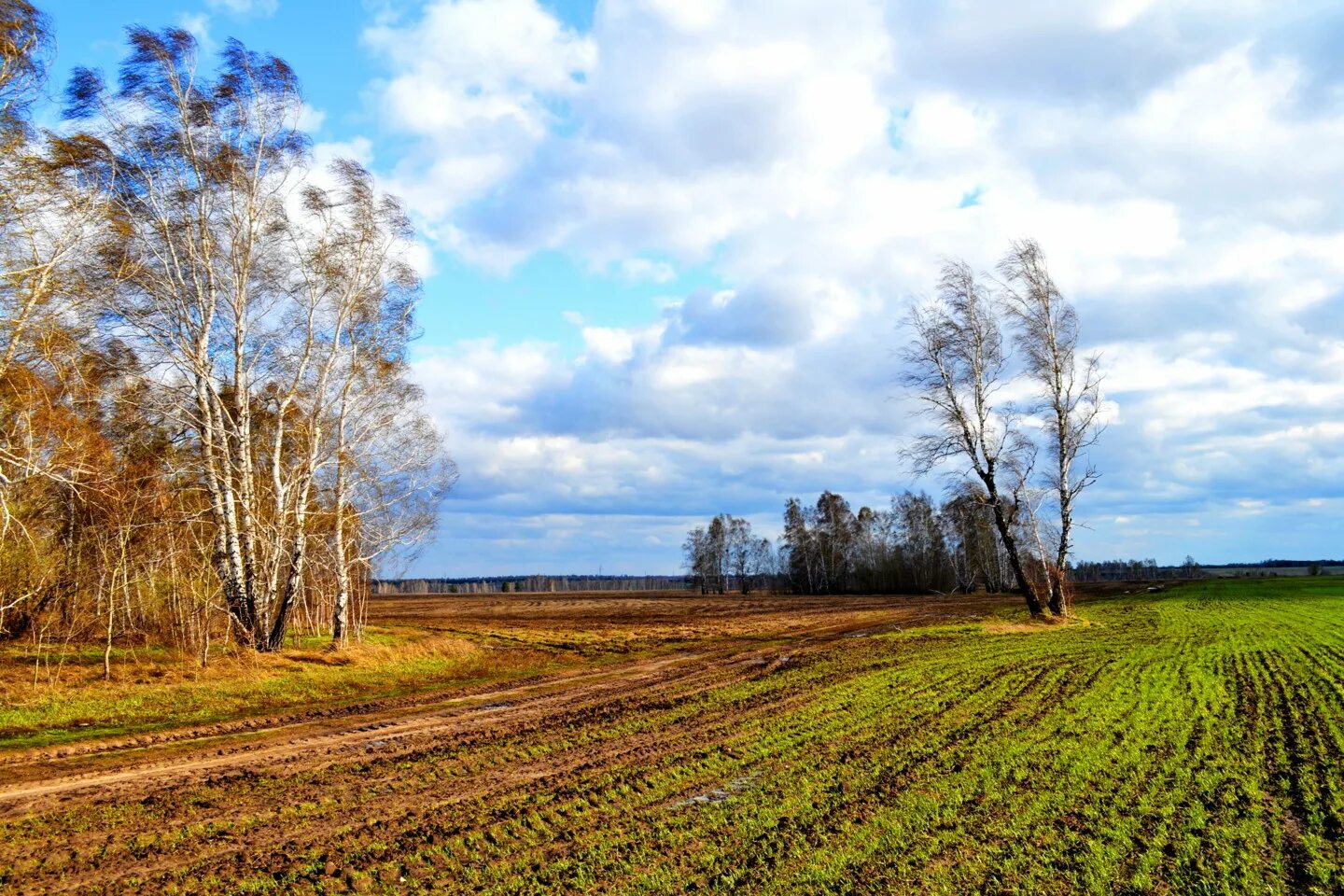 Поле весной картинки. Поле весной. Пашня весной. Береза в поле.