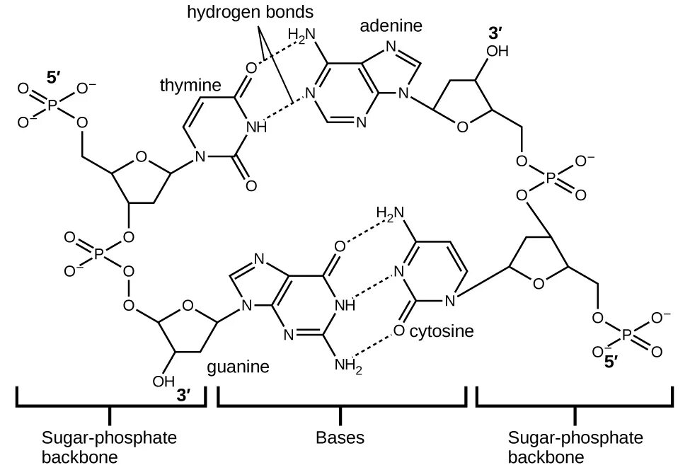 Гуанин и цитозин водородные связи. Водородные связи в ДНК. Внутримолекулярная водородная связь. Водородная связь в ДНК рисунок. Водородные связи в ДНК. Типы взаимодействий.