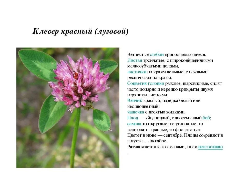 Листорасположение клевера лугового и клевера ползучего. Клевер луговой жилкование листьев. клевер луговой листья описание. листья клевер луговой и клевер ползучий. форма листовой пластинки у клевера лугового.