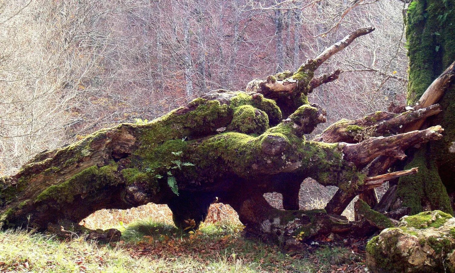 Tree falls